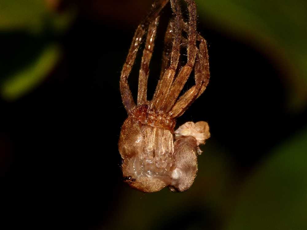 Muta di Olios argelasius - S. Teresa Gallura (OT)